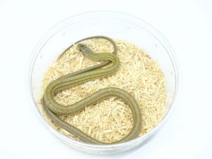 アオダイショウ（パターンレスヘテロアルビノ）