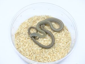 アオダイショウ（パターンレスヘテロアルビノ）