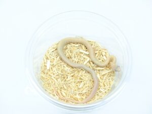 エバーグレーズラットスネーク（スケールレスリューシスティック）