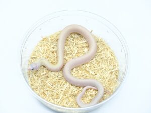 ブルスネーク（アイボリーパターンレス）