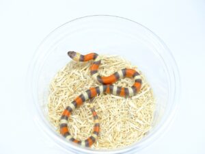 プエブランミルクスネーク（ハイポアプリコット）