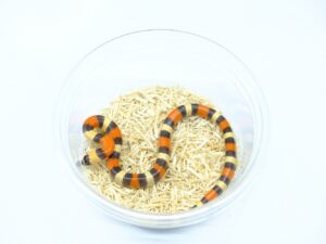 プエブランミルクスネーク（ハイポアプリコット）