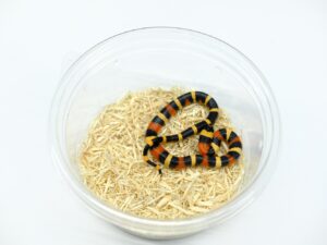 プエブランミルクスネーク