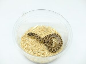 メキシコシシバナヘビ