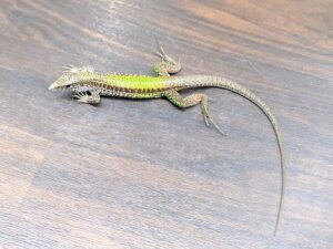 グリーンアミーバ