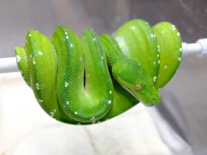 グリーンパイソン（アルー）