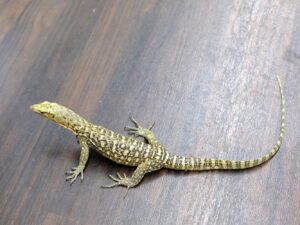 イエローヘッドモニター