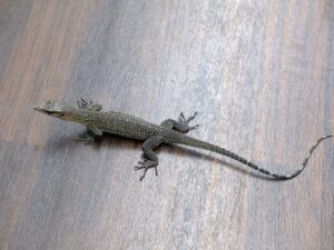 カールシュミットモニター“No,1”