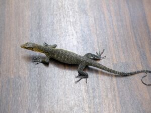 カールシュミットモニター“No,2”