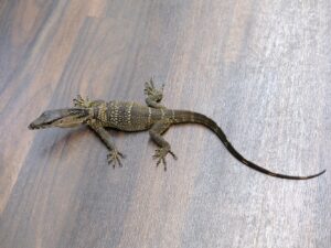 ラフネックモニター