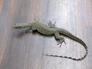 ブルーテールモニター