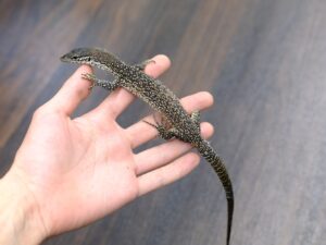 シミリスモニター