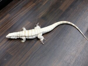 ブルーテグー（T－アルビノ）