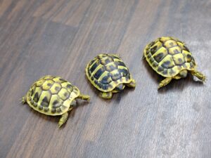 ヒガシヘルマンリクガメ