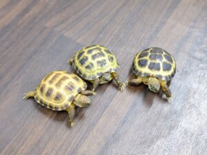 ロシアリクガメ