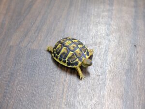 ニシヘルマンリクガメ（プーリア）