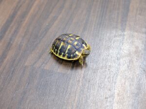 ニシヘルマンリクガメ（トスカーナ）