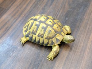 ヒガシヘルマンリクガメ“No,2”