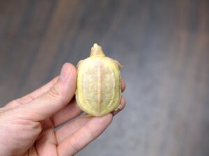 リーブクサガメ（T－アルビノ）