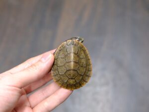 ニシキマゲクビガメ