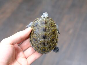 カロリナダイヤモンドバックテラピン　コンセントリック“No,2”