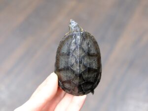 ミシシッピニオイガメ“No,1”