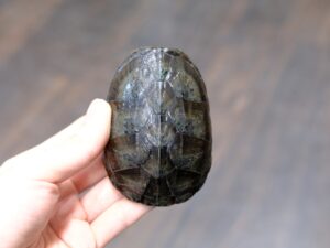 ミシシッピニオイガメ“No,2”