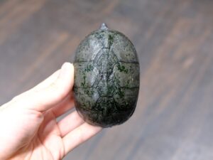 ミシシッピニオイガメ“No,1”