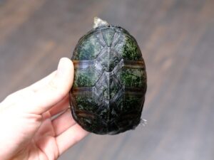 ミシシッピニオイガメ“No,2”