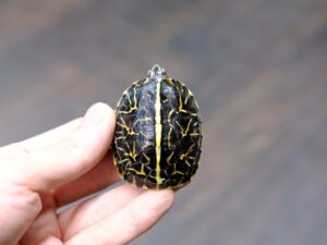 フロリダハコガメ“No,1”