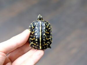 フロリダハコガメ“No,2”