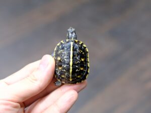 フロリダハコガメ“No,3”