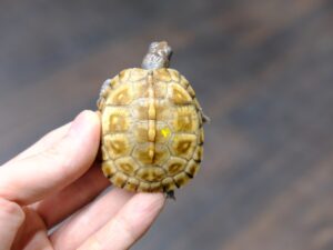 ガルフコーストハコガメ“No,1”