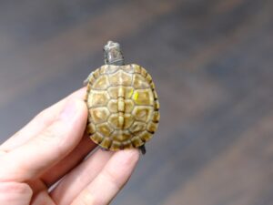 ガルフコーストハコガメ“No,2”