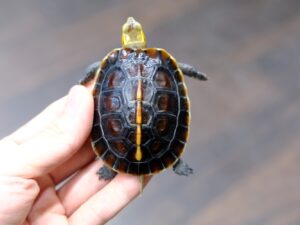 チュウゴクセマルハコガメ