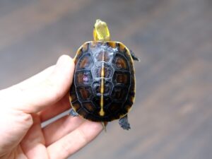 チュウゴクセマルハコガメ