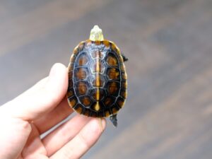 チュウゴクセマルハコガメ