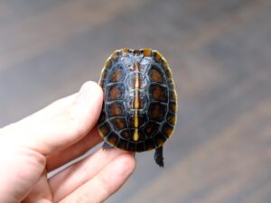 チュウゴクセマルハコガメ