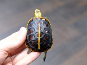 タイワンセマルハコガメ