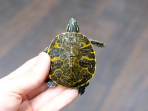 フロリダレッドベリー