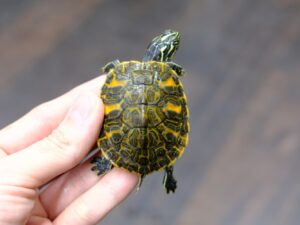 フロリダレッドベリー