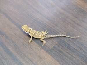 フトアゴヒゲトカゲ（オレンジ）