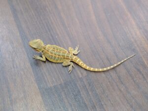 フトアゴヒゲトカゲ（トランスヘテロハイポ）