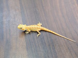 フトアゴヒゲトカゲ（イエローハイポトランス）