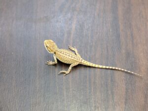 フトアゴヒゲトカゲ（ハイカラー）