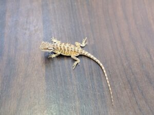 フトアゴヒゲトカゲ（オレンジ）