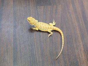 フトアゴヒゲトカゲ（イエローハイポ）“No,1”