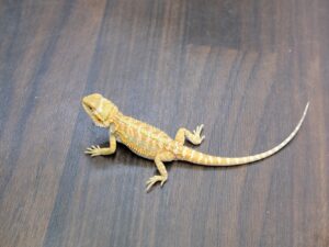 フトアゴヒゲトカゲ（イエローハイポ）“No,2”