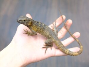 バナナスパイニーテールイグアナ