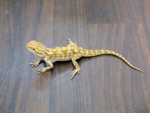 ローソンアゴヒゲトカゲ